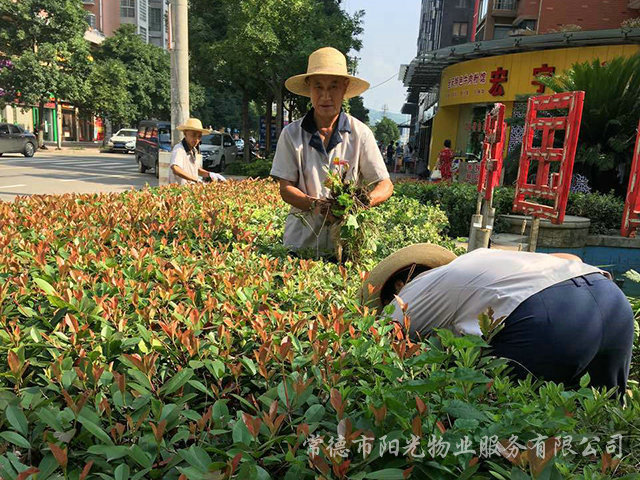 綠化除雜